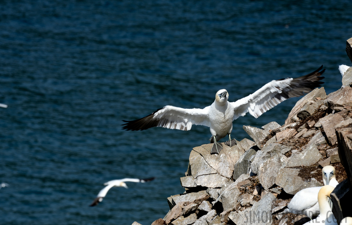 Morus bassanus [400 mm, 1/320 sec at f / 14, ISO 400]